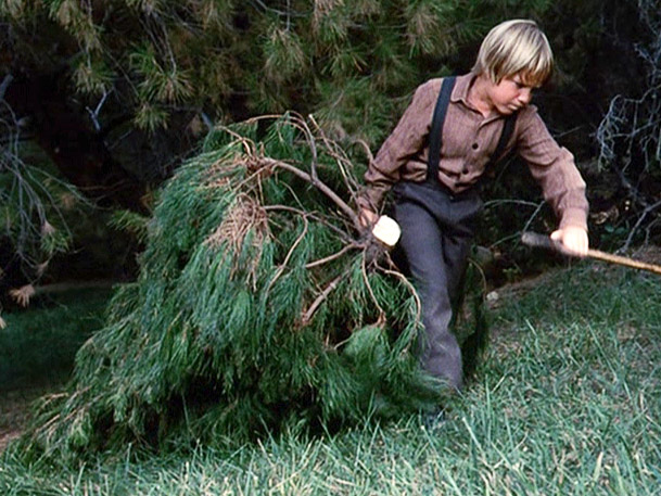 Jason Carter harvests a Christmas tree